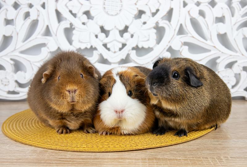 Når far sier nei til marsvin