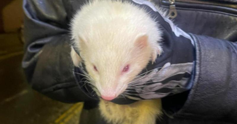 Pet ferret found roaming city street after escaping from its home