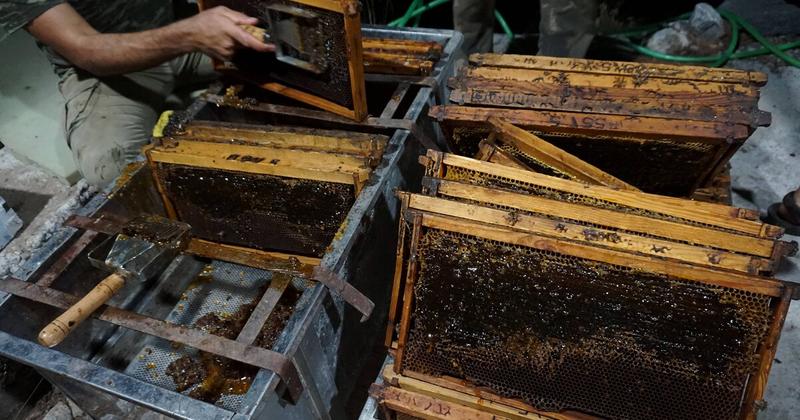 Μέλι – Ένας θησαυρός της Κρήτης