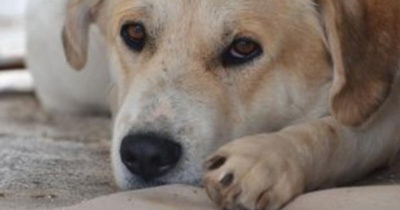 Ανησυχία για τα απανωτά κρούσματα δηλητηριασμένων σκυλιών