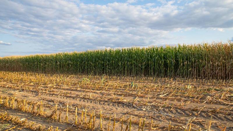 Ministarstvo poljoprivrede: Vlada Srbije usvojila uredbu o raspodeli podsticaja u poljoprivredi i ruralnom razvoju