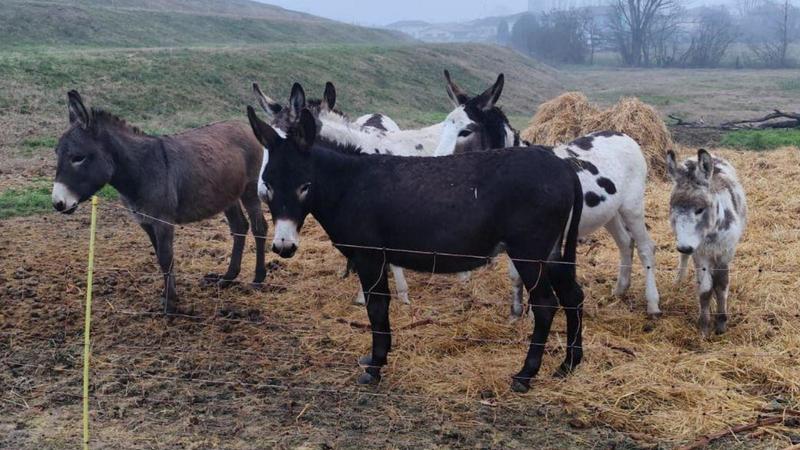 La storia a lieto fine dei 6 asinelli destinati al macello: salvati dall’asta giudiziaria