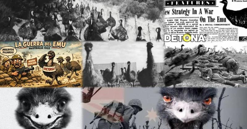 La guerra que perdió Australia contra unos pájaros