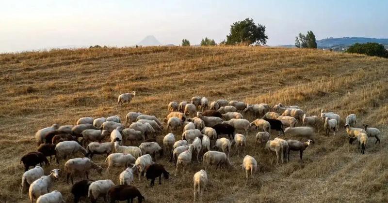 Κτηνοτρόφοι: Έρχεται η πρώτη διορθωτική σε χιλιάδες δικαιούχους με μικρότερο βοσκότοπο σε Κρήτη και Κ. Ελλάδα