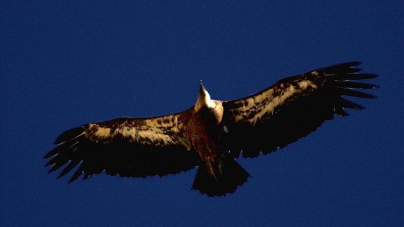 De buitres y otros carroÃ±eros