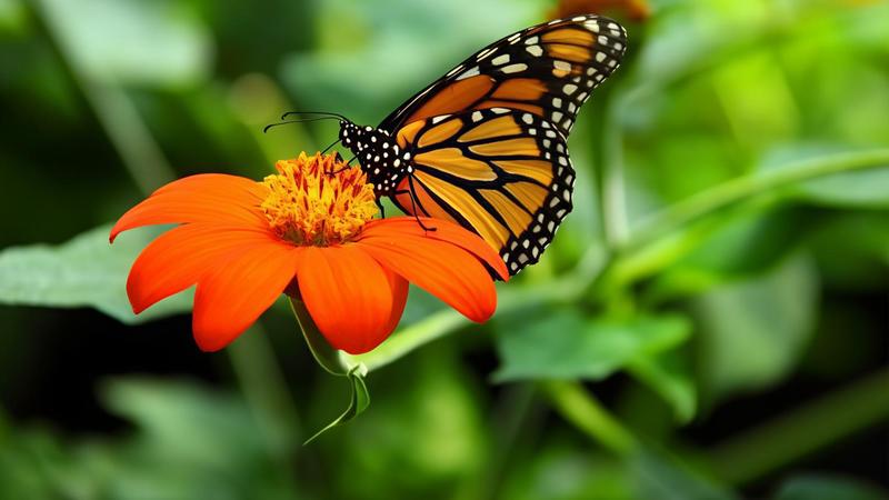Motori banditi nell’area verde di Prevalle per tutelare le farfalle dal rumore: “Hanno bisogno di silenzio”