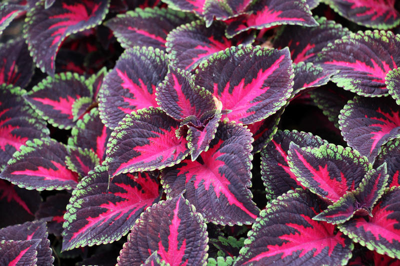 Como cuidar de coleus