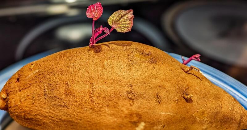 Κρεμώδες ριζότο γλυκοπατάτας