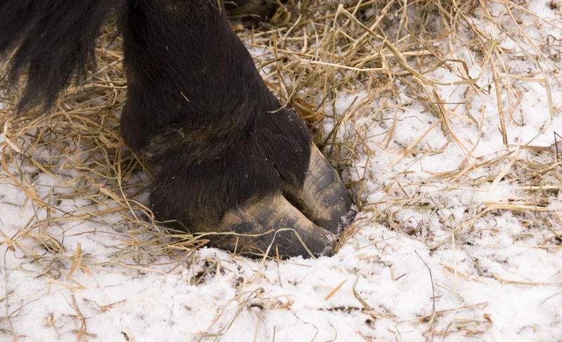 Papak naš svagdašnji