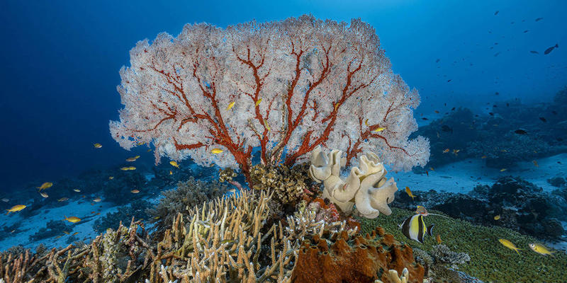 Philanthropy Must Dive Deeper to Save the Ocean