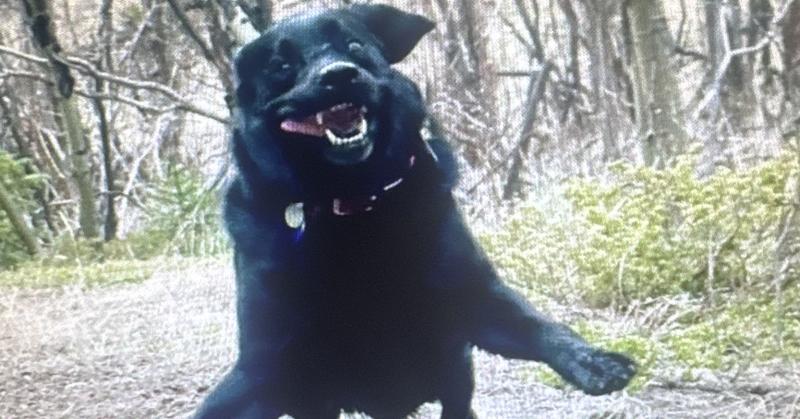 Do Dogs Enjoy Playing More Than Cats, Rats, or Dolphins?