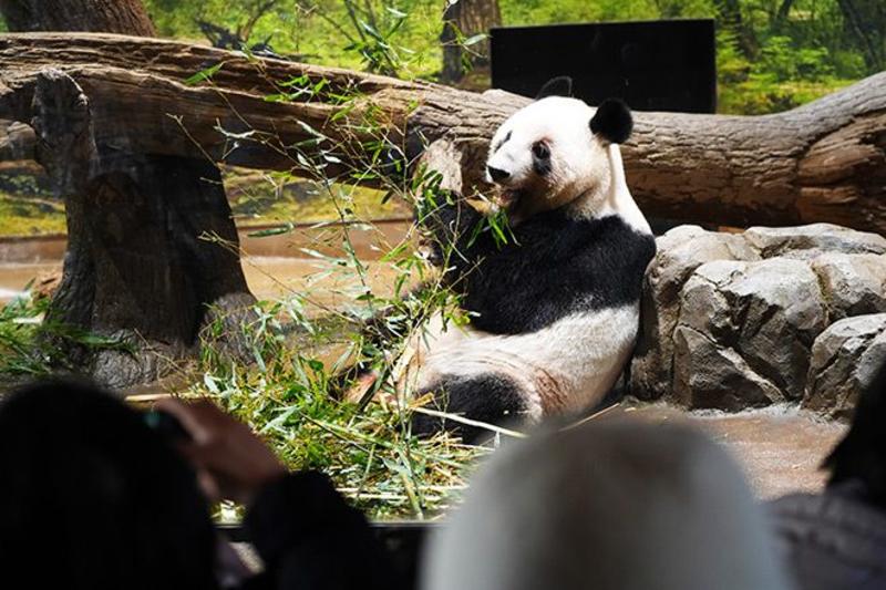 VOX POPULI: Generations of love, memories continue to fuel panda craze