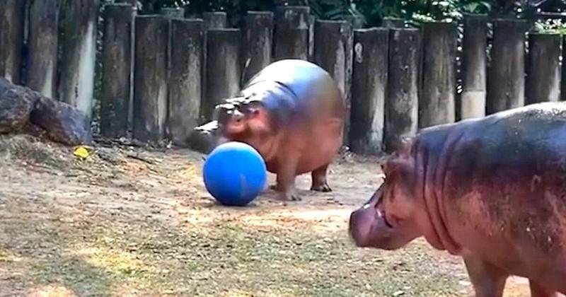 Δεξιοτέχνης της μπάλας ο γηραιότερος ιπποπόταμος στην Ταϊλάνδη