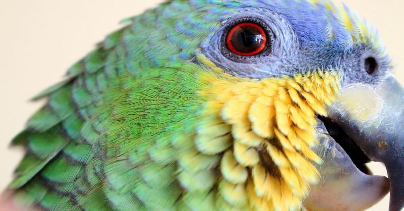 How Listening to the Sound of Feathers Can Awaken True Joy