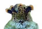 Mongabay