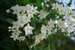 Les Plantes Grimpantes