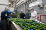 Aguacate Hass En Risaralda
